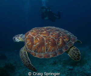 Turtle and Diver in Bonaire by Craig Springer 